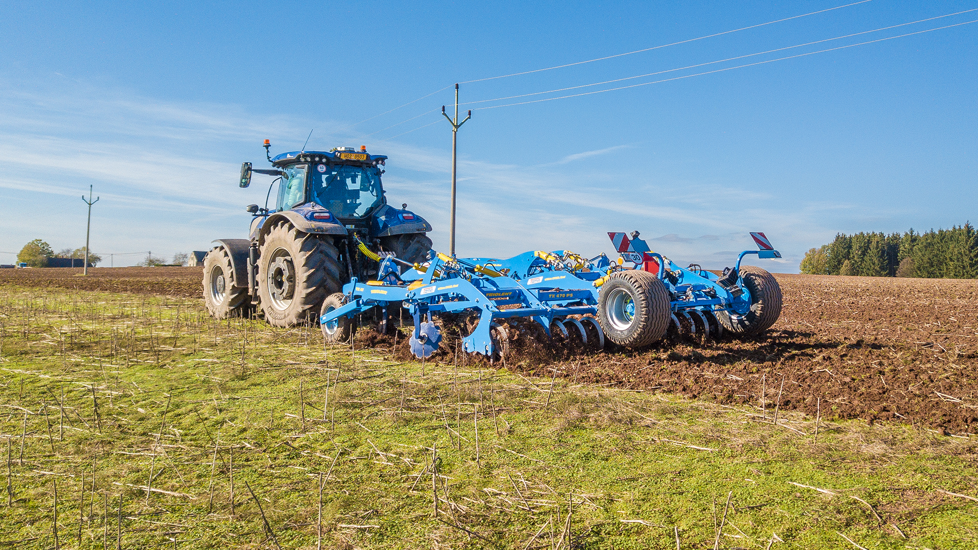 Dlátový kyprič Triolent