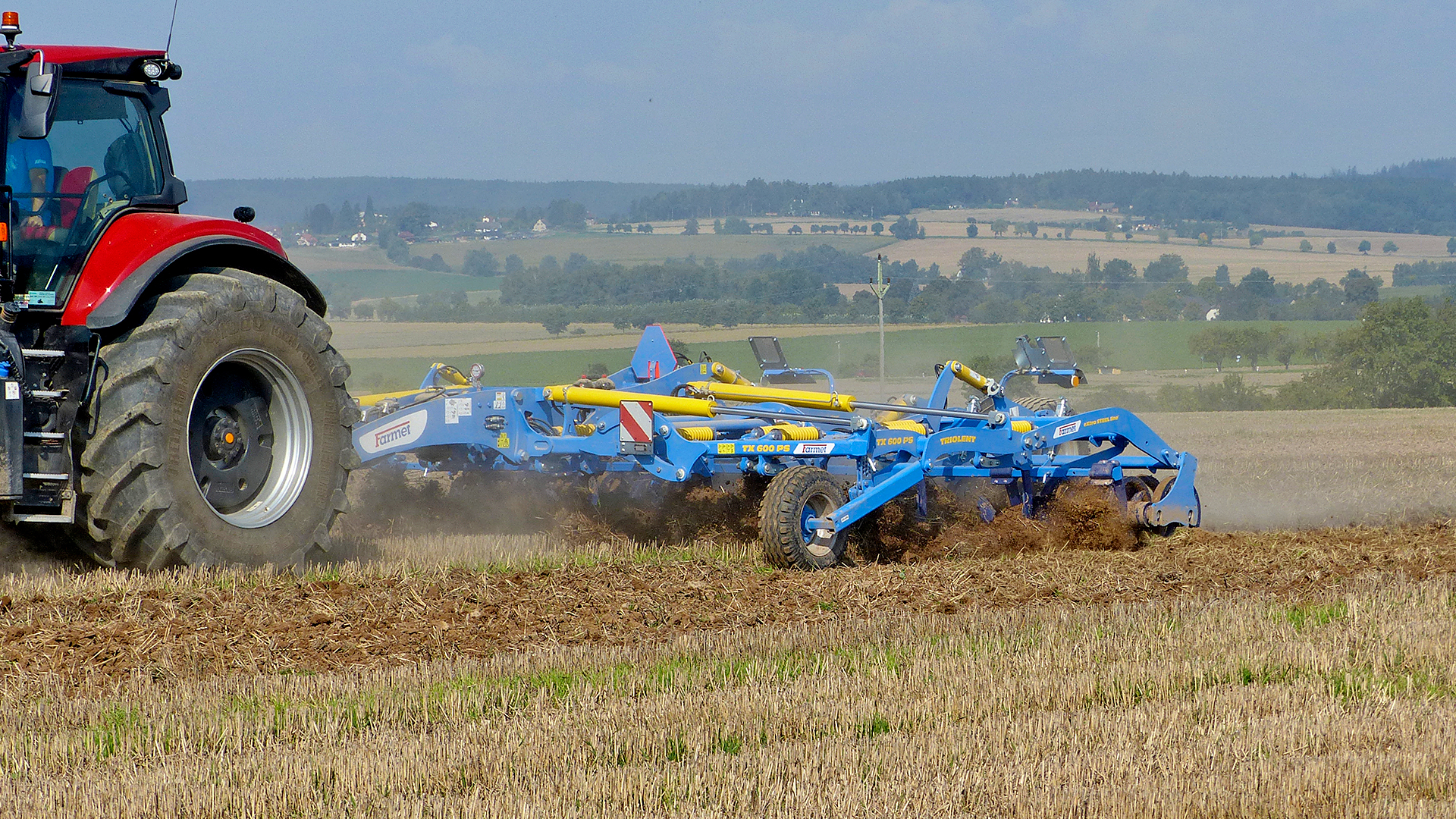 Dlátový kyprič Triolent