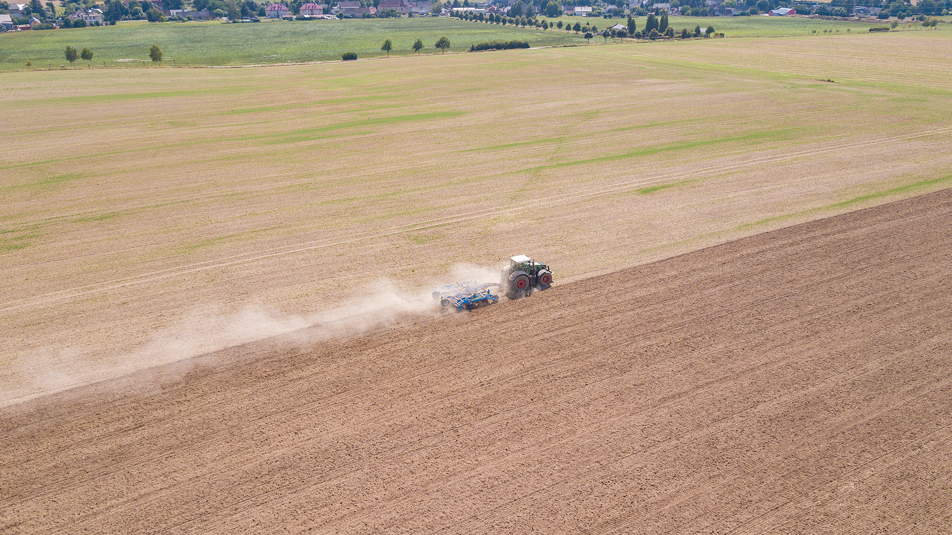 Dlátový kyprič Triolent