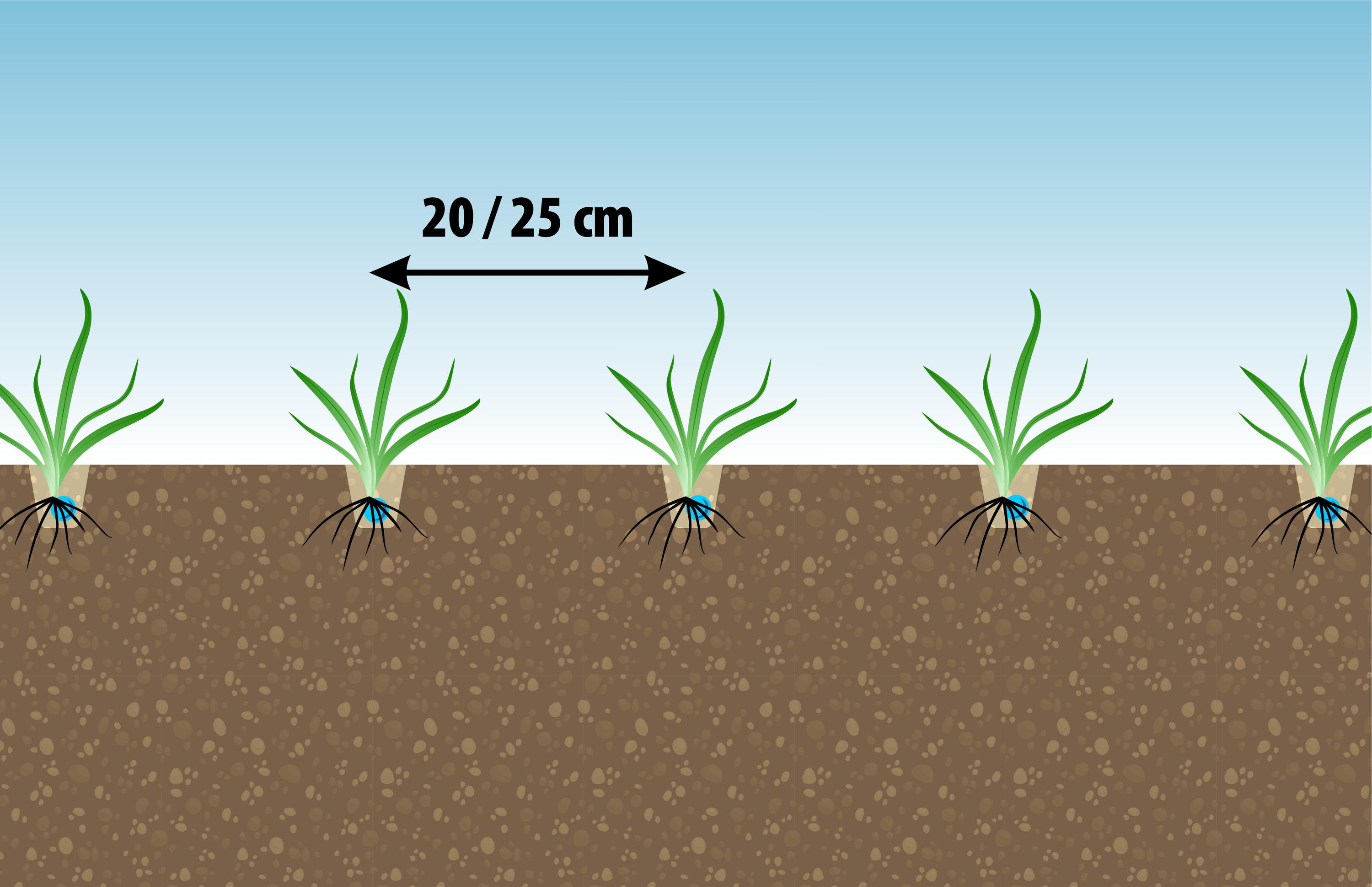 Zinkensämaschine Falcon PRO Tandem
