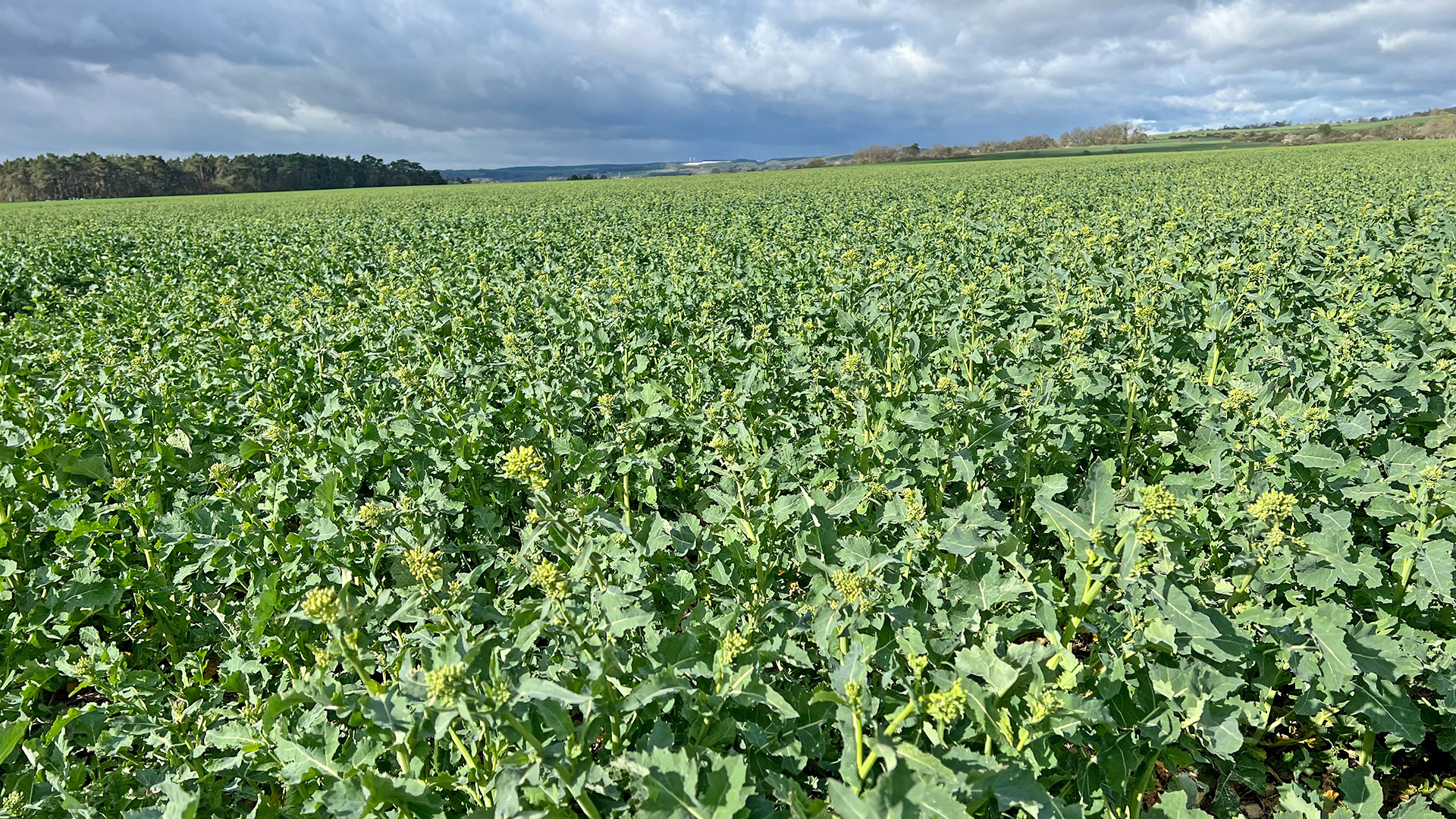 Ралничкова сеялка Falcon PRO Tandem